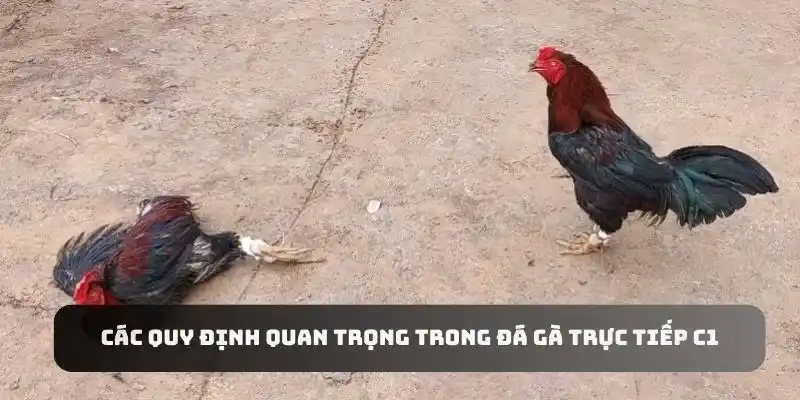 Đá gà trực tiếp C1 có những quy định quan trọng người chơi bắt buộc phải tuân thủ